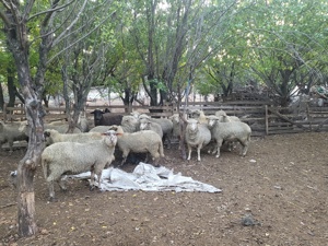 Miei și berbecuti  - imagine 6