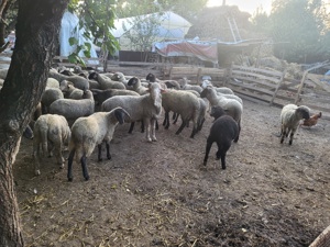 Miei și berbecuti  - imagine 4