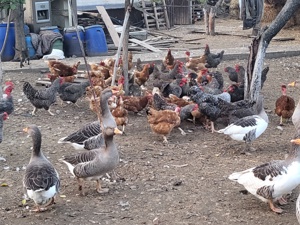 Gaini și gâște de vanzare - imagine 2