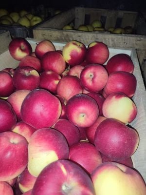 Vând mere pt piață 