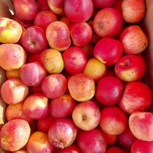 Vând mere pt piață  - imagine 3