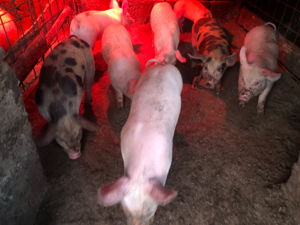 Purcei de carne 8 saptamani - imagine 2 Purcei de carne 8 saptamani - imagine 2