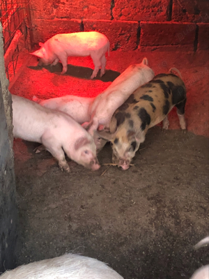 Purcei de carne 8 saptamani - imagine 3 Purcei de carne 8 saptamani - imagine 3