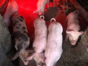 Purcei de carne 8 saptamani