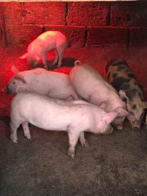 Purcei de carne 8 saptamani - imagine 4 Purcei de carne 8 saptamani - imagine 4