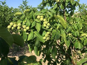 Nuc anul 2 3 4 5 - Pomi fructiferi