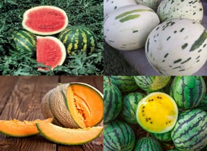 Seminte Pepene rosu galben portocaliu limelon dino Pachet 12 plicuri