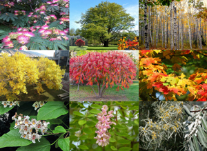 Seminte Albizia Fag Mesteacan Frasin Otetar Artar Catalpa Salcam roz Salcioara