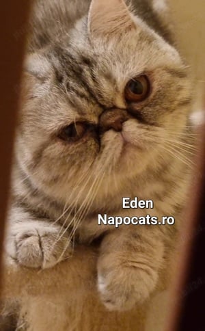 Napocats.ro - Eden, fetiță Exotic Shorthair cu pedigree