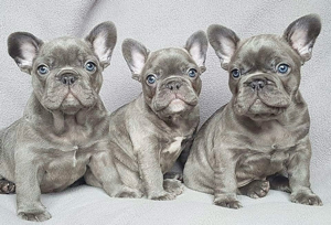 bulldog francez miny