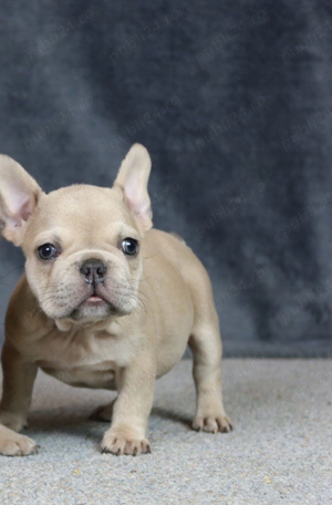 bulldog francez miny - imagine 2