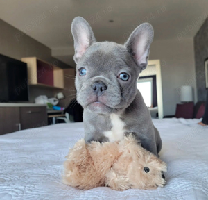 bulldog francez mascul