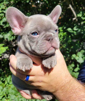 bulldog francez mascul - imagine 2