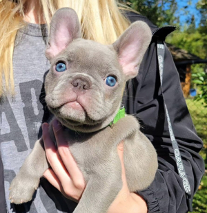 bulldog francez mascul - imagine 3