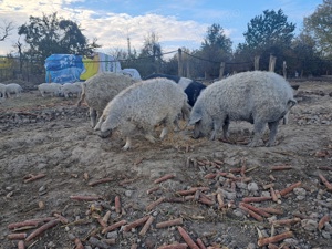 Mangalita rasa pura! Diferite categorii!!! - imagine 2