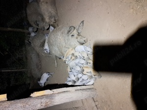 Mangalita rasa pura! Diferite categorii!!! - imagine 5