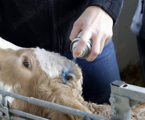 Spray Albastru pentru îngrijirea zonelor sensibile la bovine, 200 ml - imagine 2