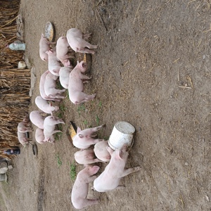 vand porci  - imagine 4 vand porci  - imagine 4