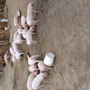 vand porci  - imagine 3 vand porci  - imagine 3