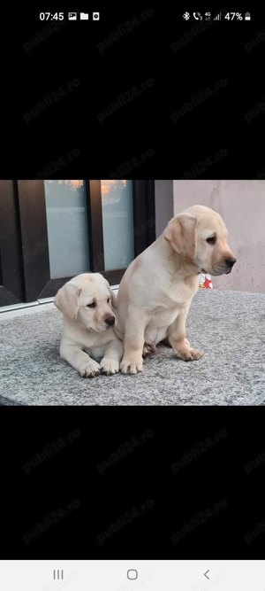  Puiuți Labrador Auriu de excepție - imagine 2