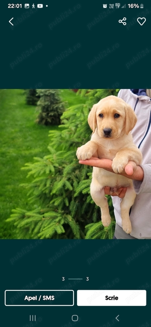  Puiuți Labrador Auriu de excepție - imagine 5
