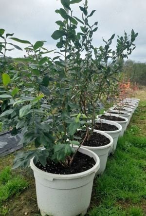 Afini de cultura Duke la ghivece C2 L - imagine 2