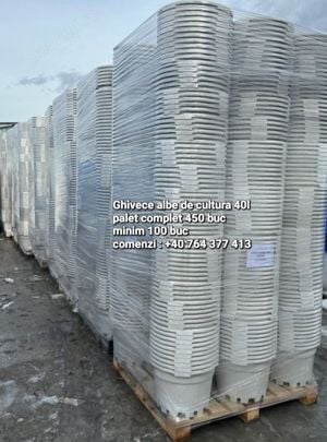 Afini de cultura Duke la ghivece C2 L - imagine 4