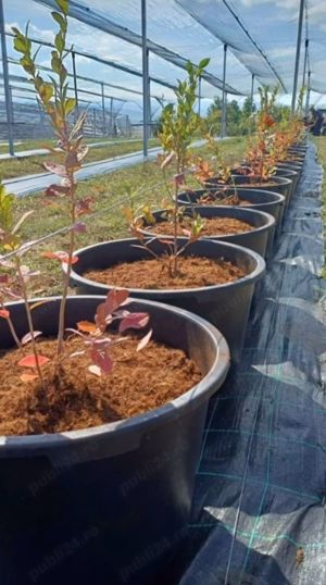 Afini de cultura Duke la ghivece C2 L - imagine 3