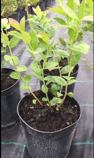 Afini de cultura la ghivece mari 40-65-90 L - imagine 5