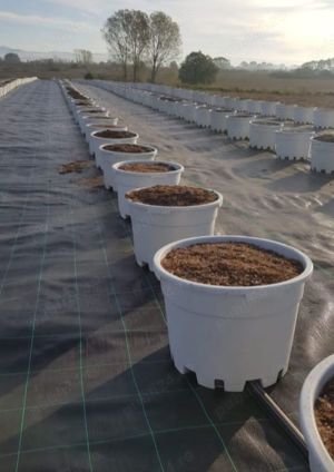 Afini de cultura la ghivece mari 40-65-90 L - imagine 4