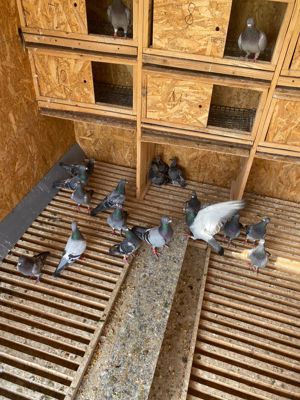 Porumbei de vanzare - imagine 3