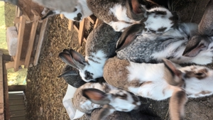 iepuri rasa comuna - imagine 3