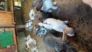 iepuri rasa comuna - imagine 2