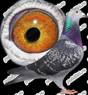 Porumbei voiajori de vânzare  - imagine 2