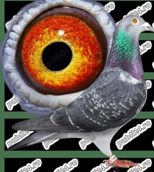 Porumbei voiajori de vânzare  - imagine 3