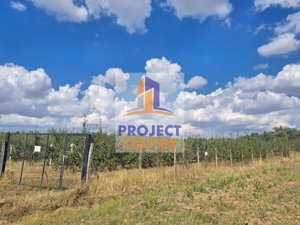 Oportunitate investitie: livada pe rod, localitatea Stolnici, 3 hectare - imagine 23