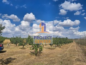 Oportunitate investitie: livada pe rod, localitatea Stolnici, 3 hectare - imagine 22