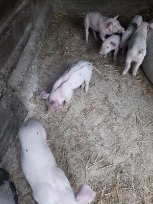 Vănd porci și purcei