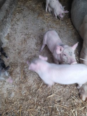 Vănd porci și purcei - imagine 2