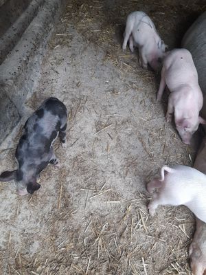 Vănd porci și purcei - imagine 4