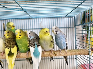 Papagali perusi, tineret, cu colivie si mancare