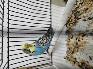 Papagali perusi, tineret, cu colivie si mancare - imagine 2