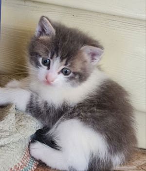 Siberiana de pădure  - imagine 4