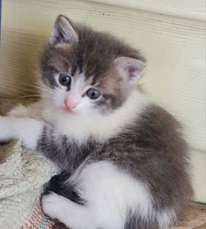 Siberiana de pădure  - imagine 3