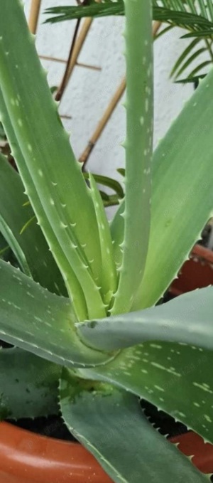 Aloe Vera medicinală 