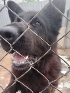 Femela ciobănesc german