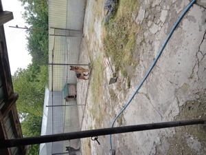 pensiune pentru câini 