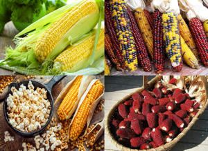 Seminte Porumb mix dulce si floricele multicolor