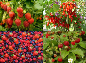 Seminte Capsuni Goji Fragi - sanatate din gradina