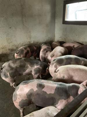 Oferta! Porci de carne rasa pietran